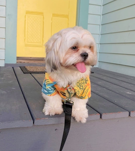 CHEMISE TROPICALE JAUNE POUR CHIENS