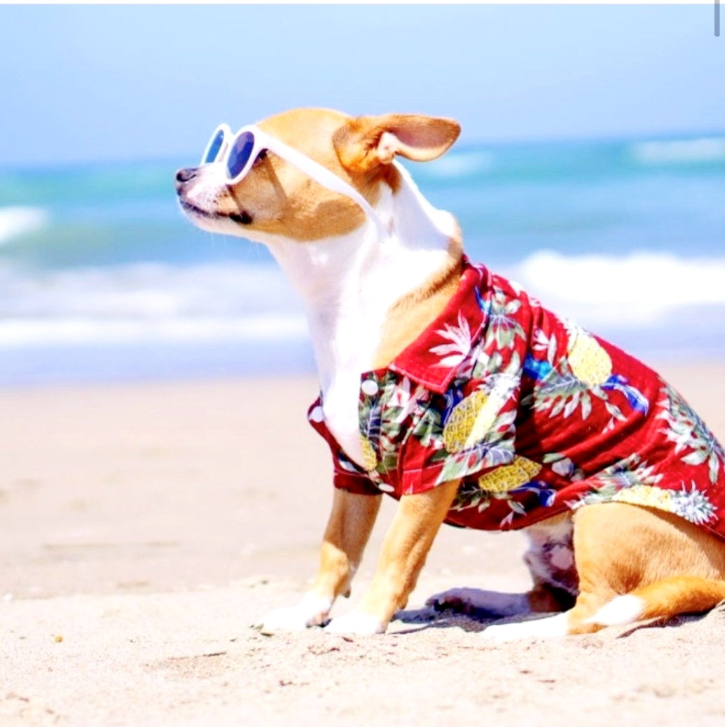 CHEMISE HAWAÏENNE ANANAS ROUGE POUR CHIEN