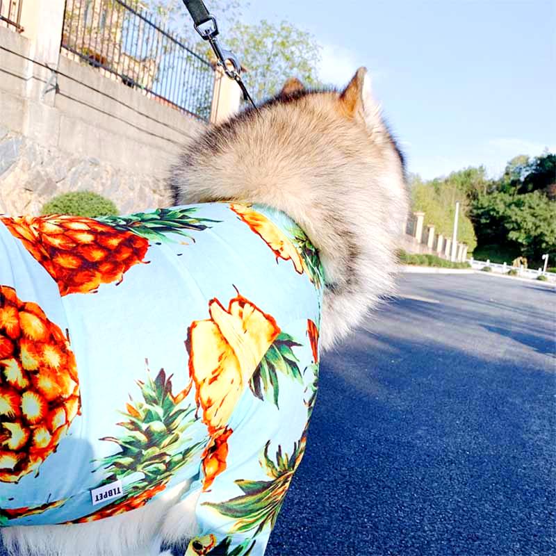 chemise ananas bleu ciel pour chien