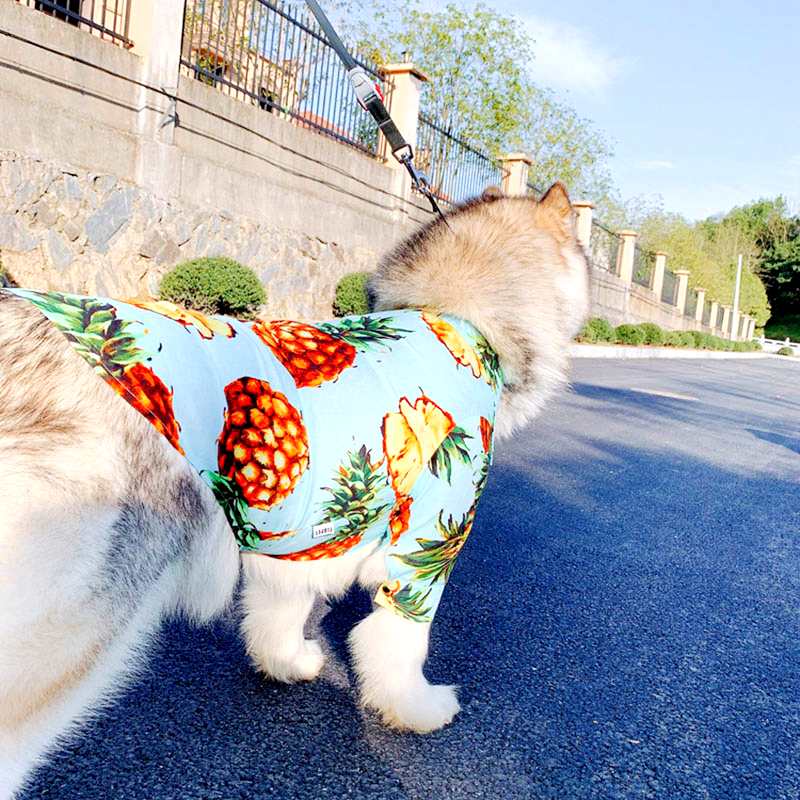 chemise ananas bleu ciel pour chien