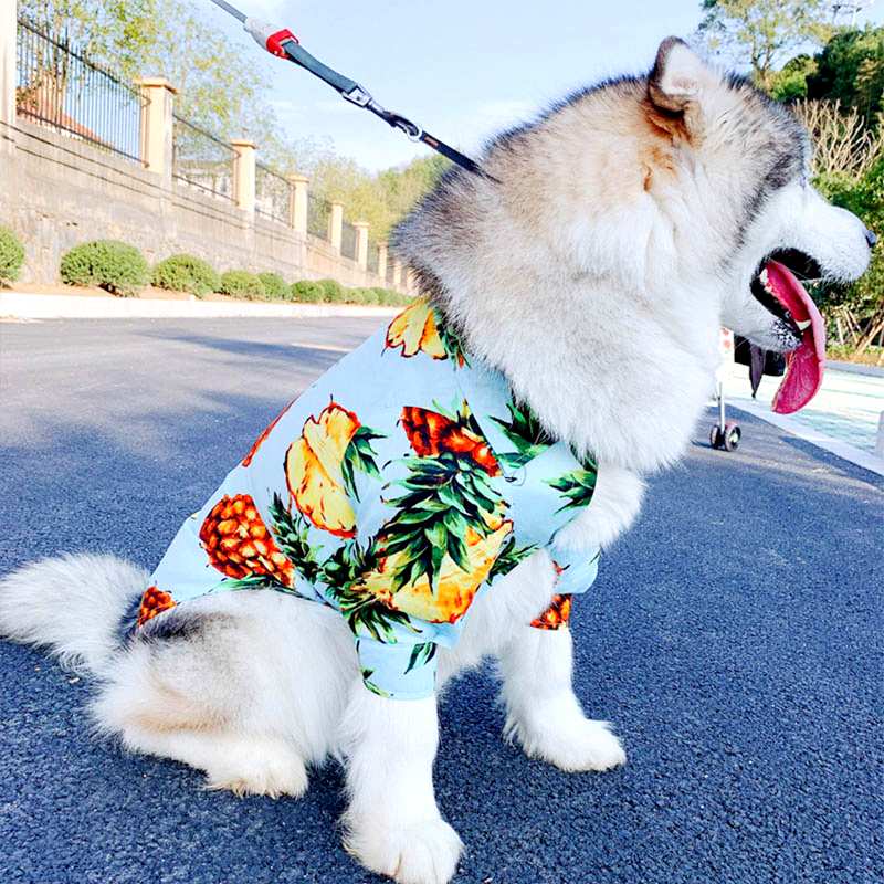 chemise ananas bleu ciel pour chien