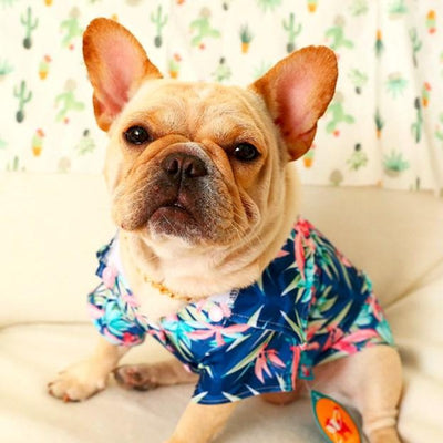 chemise hawaienne colorée pour chien
